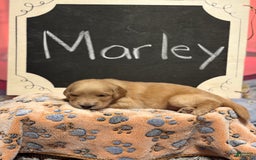 Goldendoodle dogs for sale: Marley - Image 2