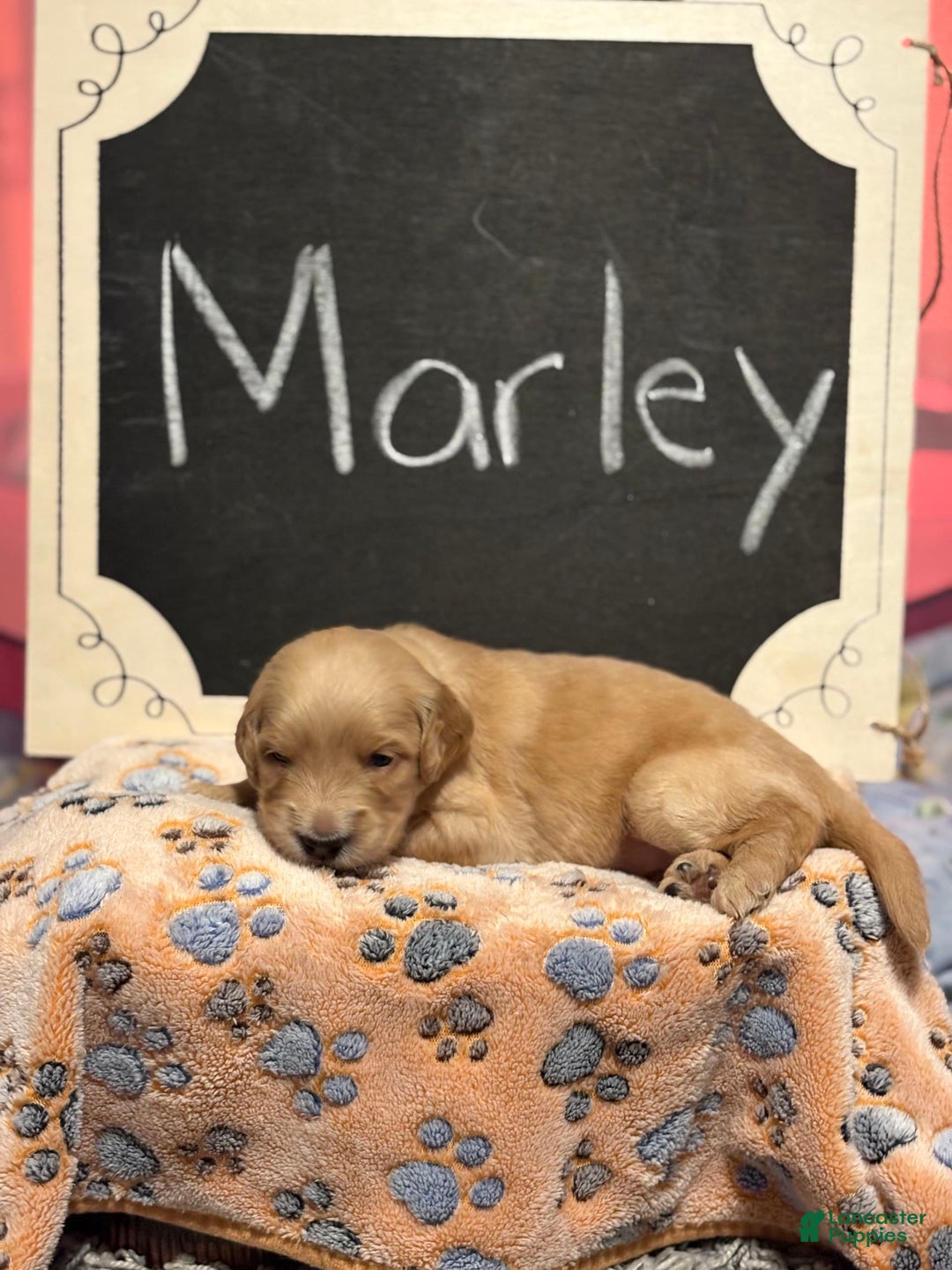 Goldendoodle dogs for sale: Marley - Image 2