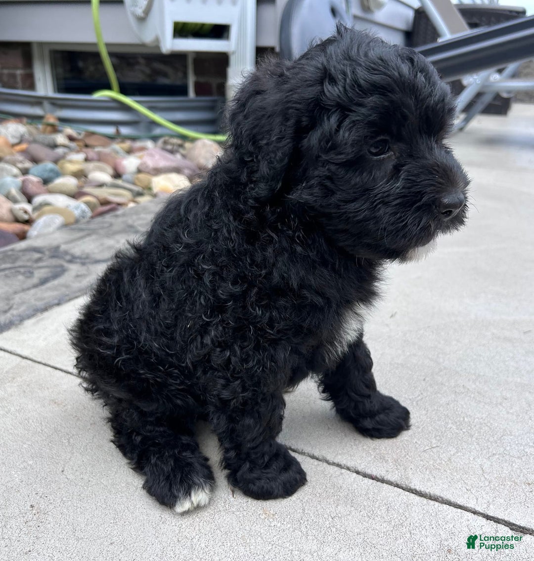 Portuguese Water Dog dogs for sale: Bailey - Image 4