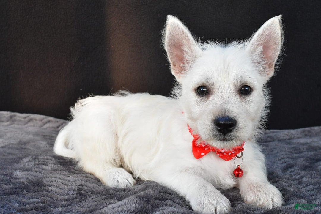 West Highland Terrier dogs for sale: Nemo - Image 3