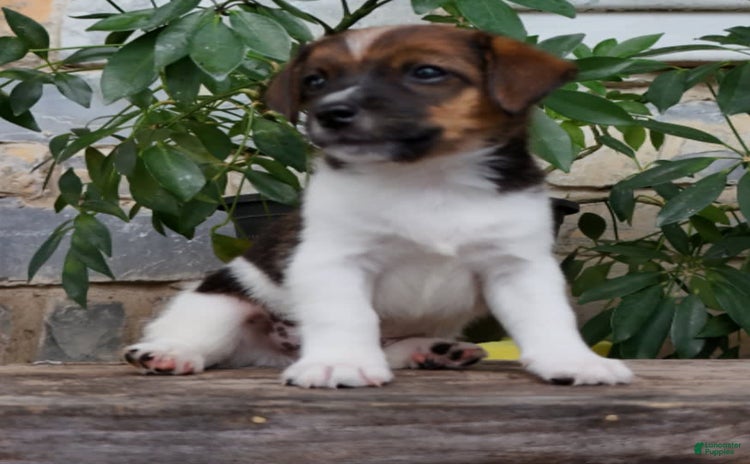 Jack Russell Terrier dogs for sale - Ad 1