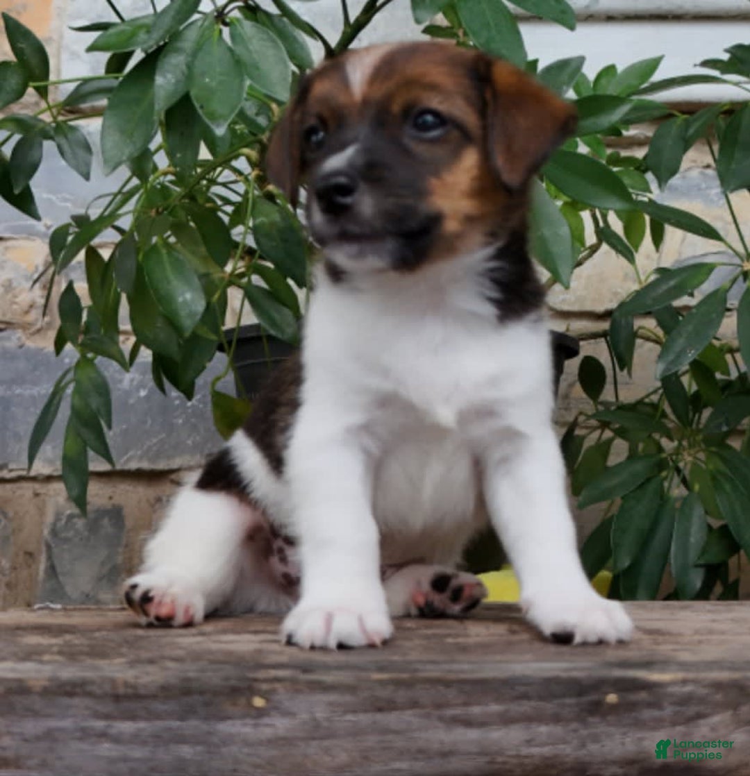 Jack Russell Terrier dogs for sale: Sparky - Image 1