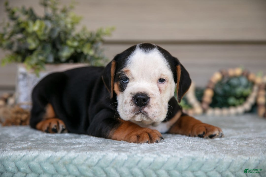 Beabull dogs for sale: Lainey - Image 3