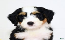Mini Bernedoodle dogs for sale: Poppy - Image 9