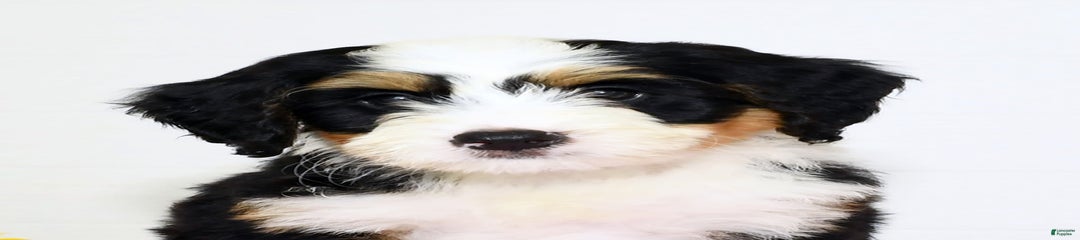 Poppy