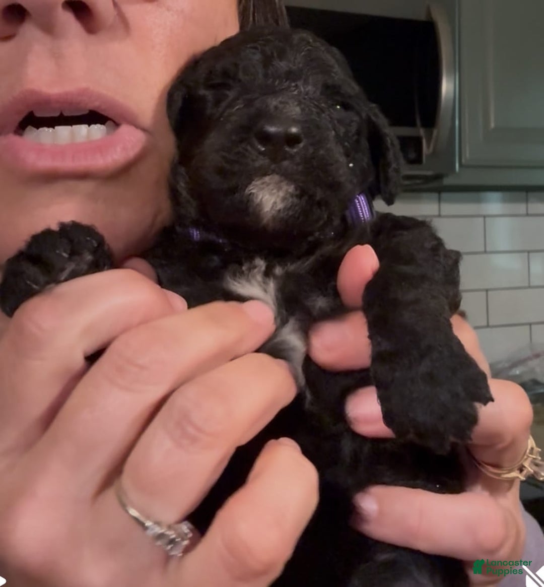 Bernedoodle dogs for sale: Purple Collar Girl - Image 5