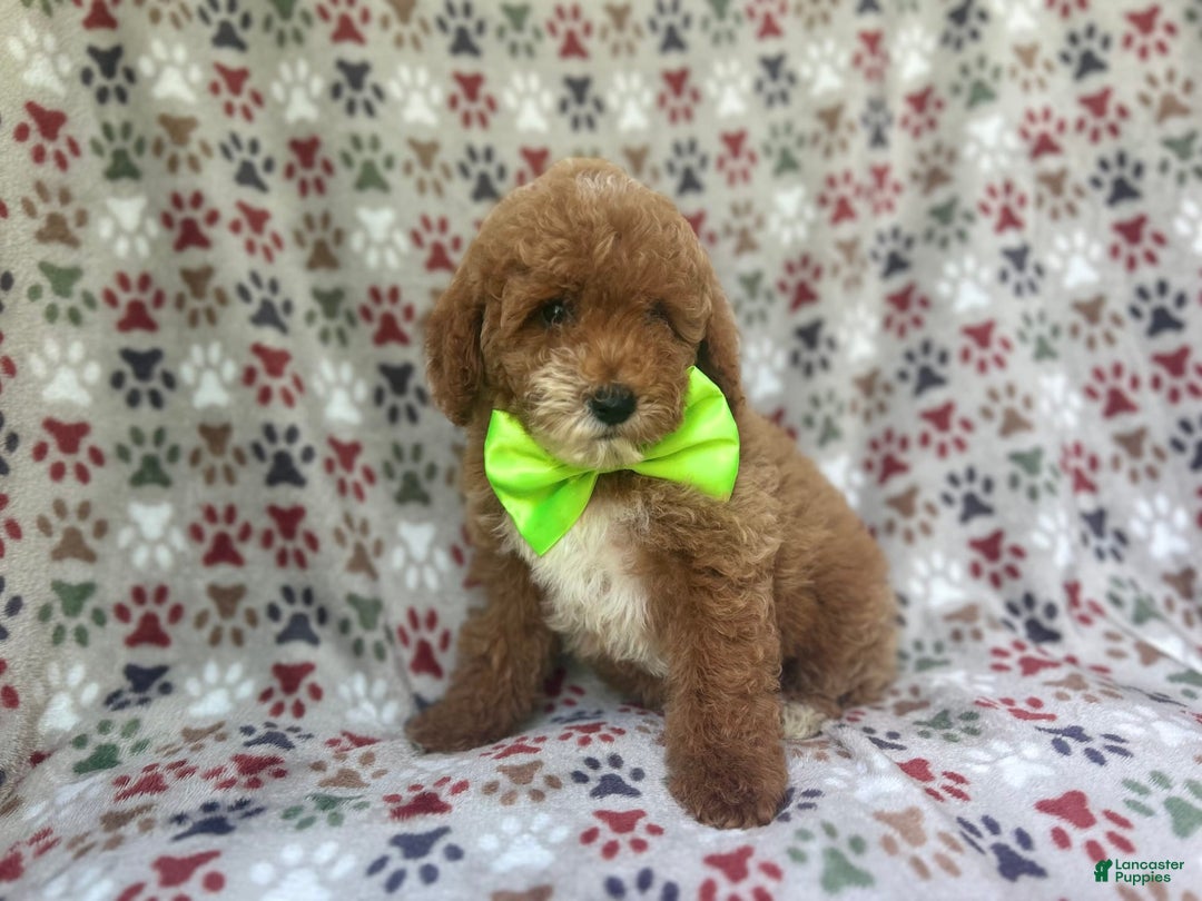 Cockapoo dogs for sale: Ridge - Image 9