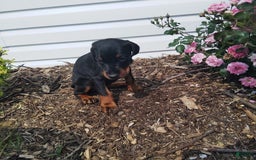 Doberman Pinscher dogs for sale: Rosie - Image 3