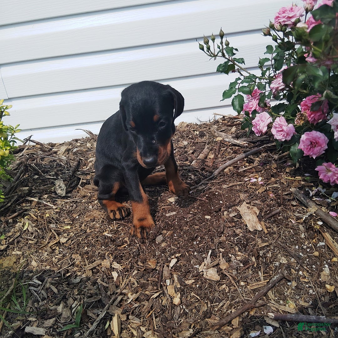 Doberman Pinscher dogs for sale: Rosie - Image 3