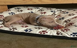 American Bully dogs for stud: Tazz Tornado - Image 3