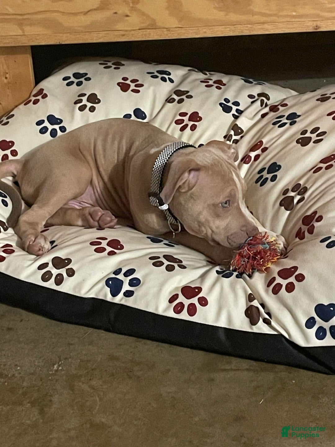 American Bully dogs for stud: Tazz Tornado - Image 3