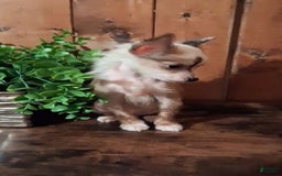Chinese Crested dogs for sale: Chewy - Image 6
