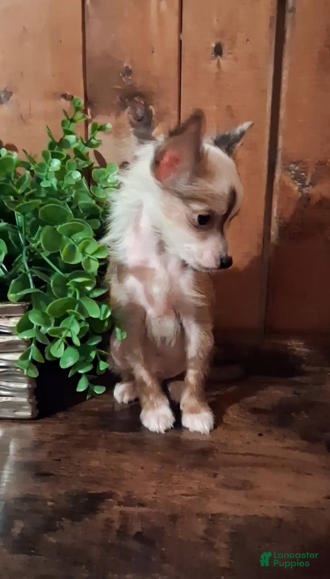Chinese Crested dogs for sale: Chewy - Image 6