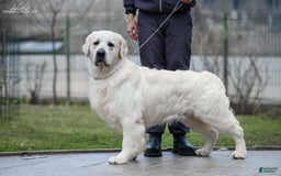 Golden Retriever dogs for sale: Maddie - Image 6