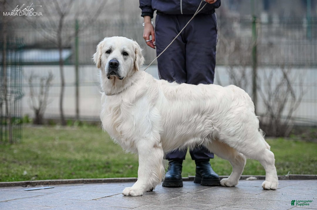 Golden Retriever dogs for sale: Maddie - Image 6