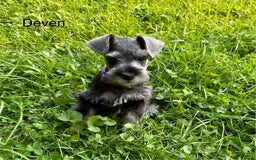 Miniature Schnauzer dogs for sale: Miniature Schnauzer 6 puppies - Image 5