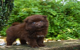 Pomeranian dogs for sale: Gracie - Image 2