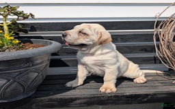 Mini Hippo dogs for sale: Cody - Image 19