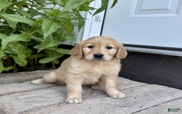 Golden Retriever dogs for sale: Flower - Image 4