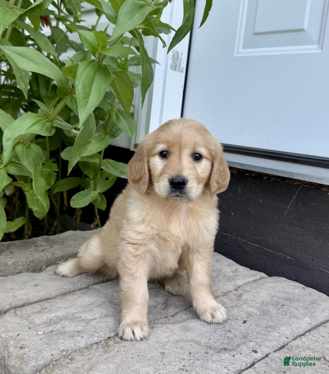 Golden Retriever dogs for sale: Flower - Image 4