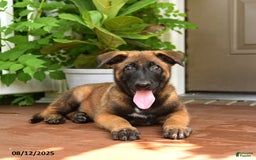 Belgian Malinois dogs for sale: Thane - Image 3