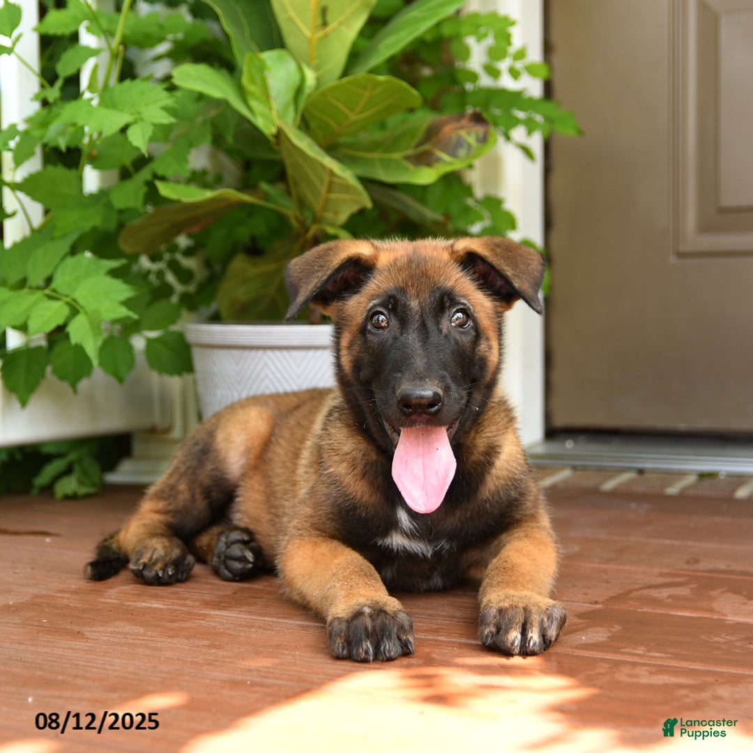 Belgian Malinois dogs for sale: Thane - Image 3