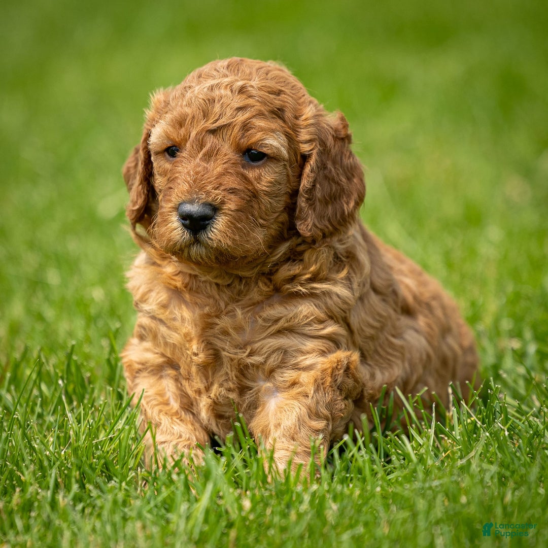 Miniature Poodle dogs for sale: Colette - Image 5