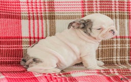 English Bulldog dogs for sale: Marley - Image 5