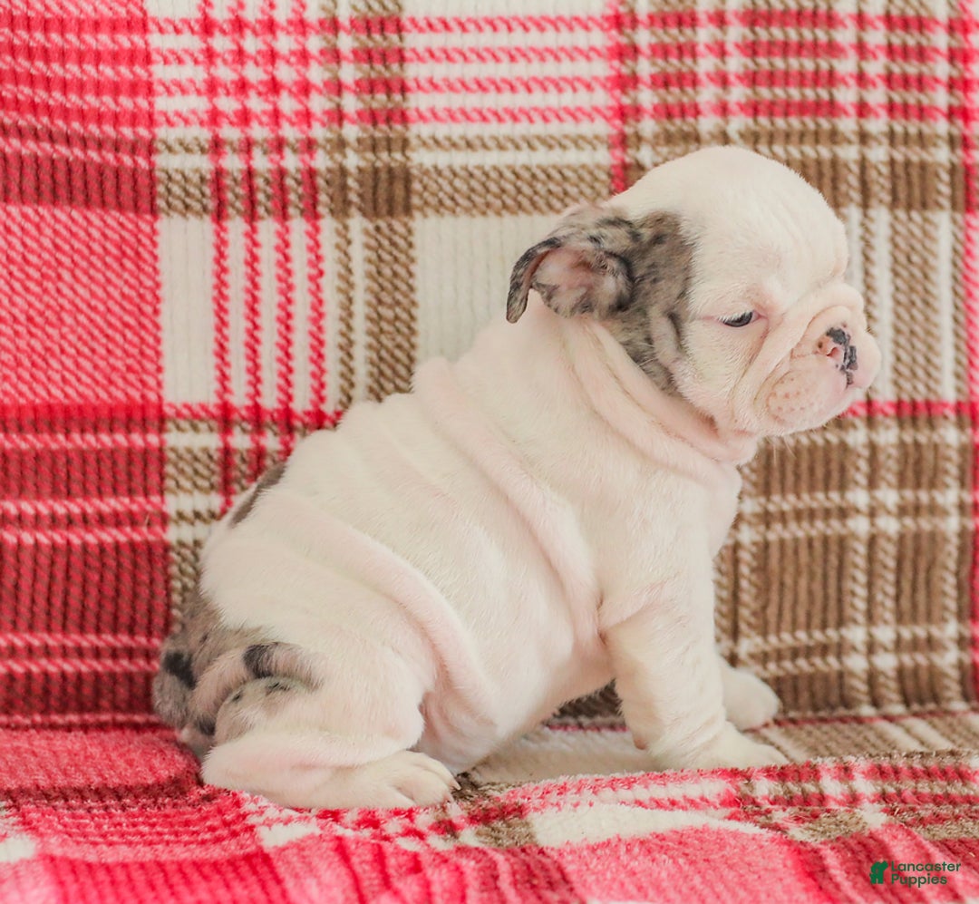 English Bulldog dogs for sale: Marley - Image 5