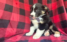 Miniature Australian Shepherd dogs for sale: Meatball - Image 8