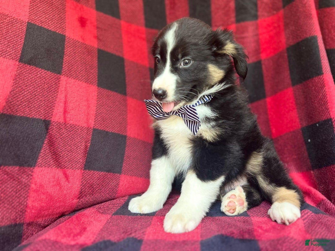 Miniature Australian Shepherd dogs for sale: Meatball - Image 8