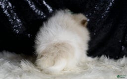 Pomeranian dogs for sale: Chai - Image 7