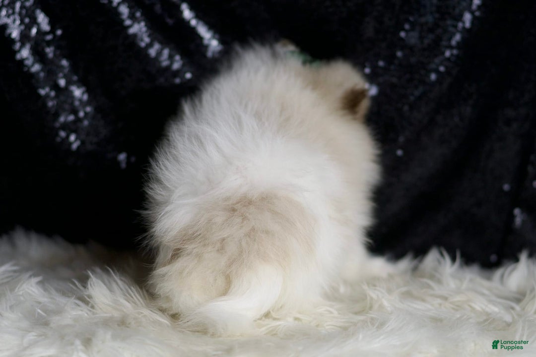 Pomeranian dogs for sale: Chai - Image 7