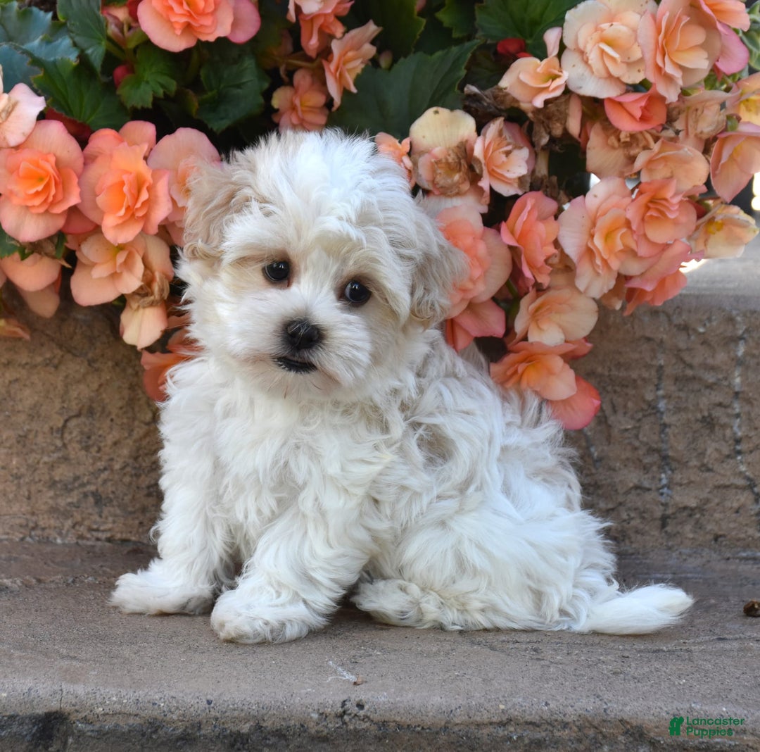 Havanese dogs for sale: Shelly - Image 3