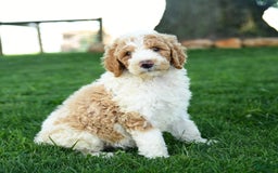 Standard Poodle dogs for sale: Carla - Image 2