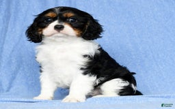 Cavalier King Charles Spaniel dogs for sale: Lenny - Image 9