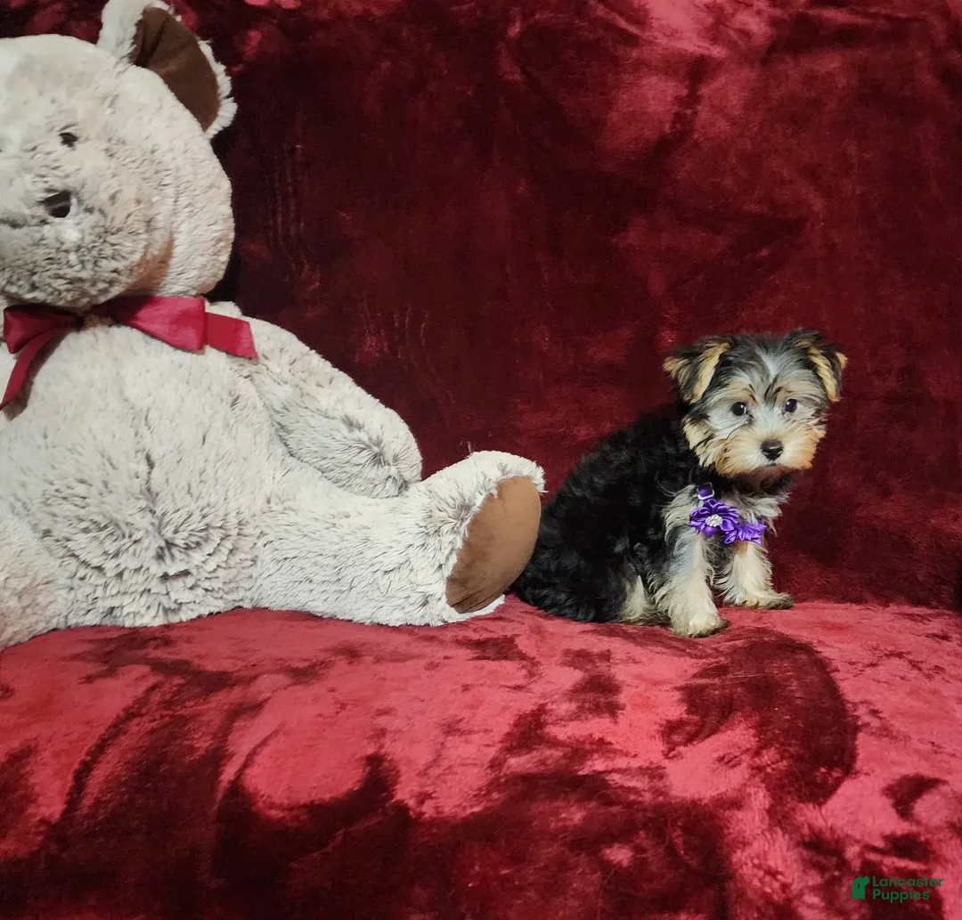 Yorkshire Terrier dogs for sale: Maui - Image 1