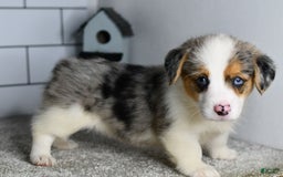 Welsh Corgi Pembroke dogs for sale: Mandy - Image 3