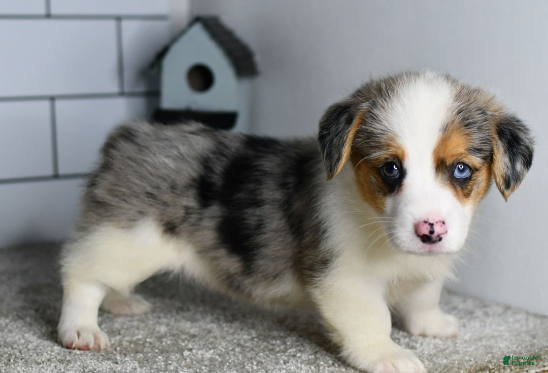 Welsh Corgi Pembroke dogs for sale: Mandy - Image 3