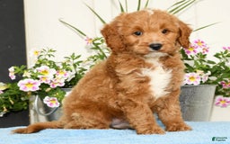 Mini Goldendoodle dogs for sale: Qbert - Image 7