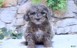 Mini Goldendoodle dogs for sale: Sunflower F1b - Image 5