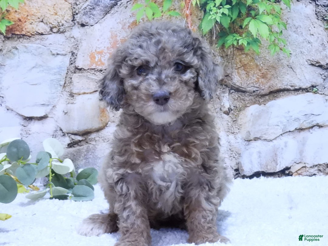 Mini Goldendoodle dogs for sale: Sunflower F1b - Image 5