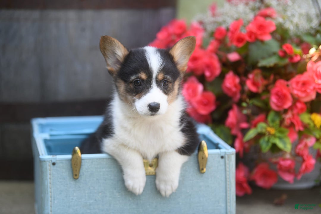 Welsh Corgi Pembroke dogs for sale: Annie - Image 5