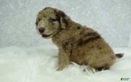 Newfypoo dogs for sale: Maggie F1b - Image 2