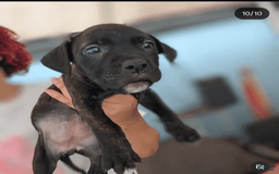 Cane Corso dogs for sale: Black - Image 3
