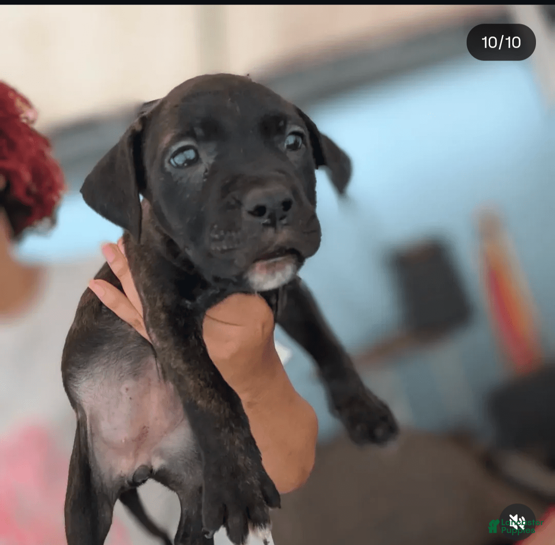 Cane Corso dogs for sale: Black - Image 3