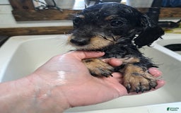 Doxiepoo dogs for sale: Biscuit - Image 4