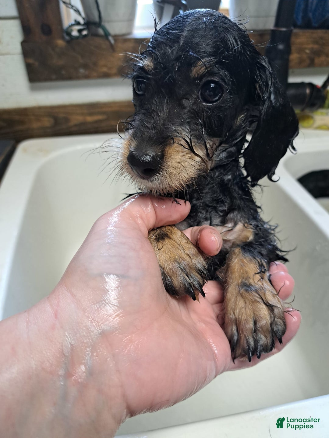 Doxiepoo dogs for sale: Biscuit - Image 4