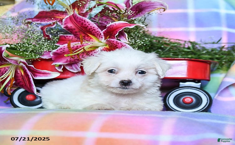 Maltese dogs for sale - Ad 4