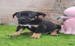 Catahoula Leopard Dog dogs for sale: Juliet 2025 F1 Catahoula Puppy - Image 3